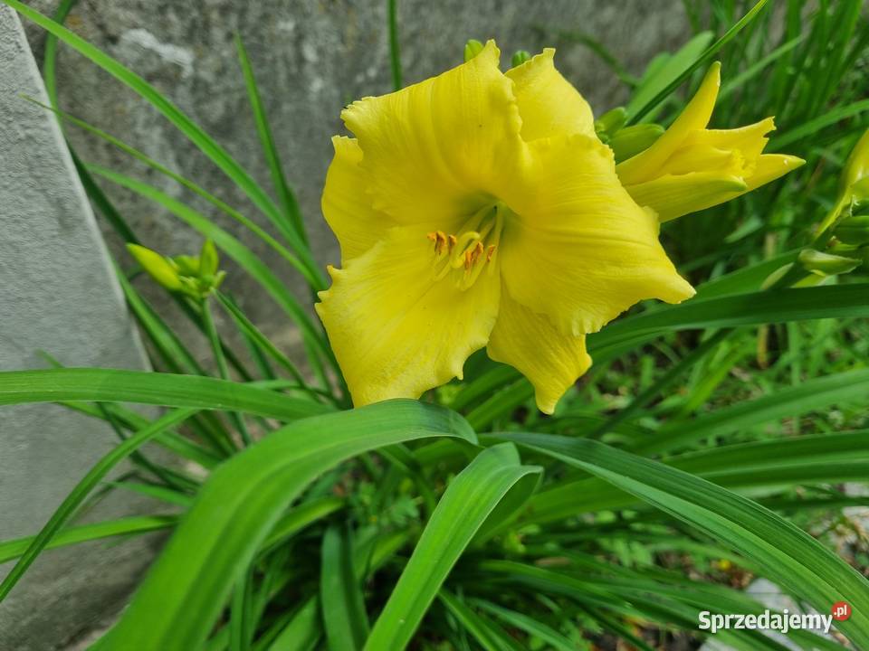 Liliowiec wiele Kolorów Lublin