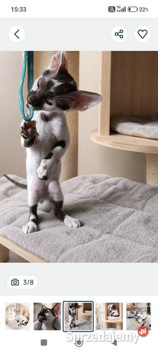 Cornish Rex kocurek arlekin gotowy do odbioru pomorskie Słupsk