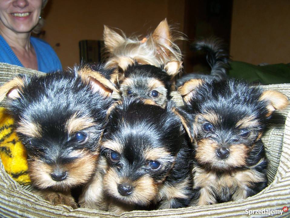 piękne yorki szczeniaczki Psy Pruchnik