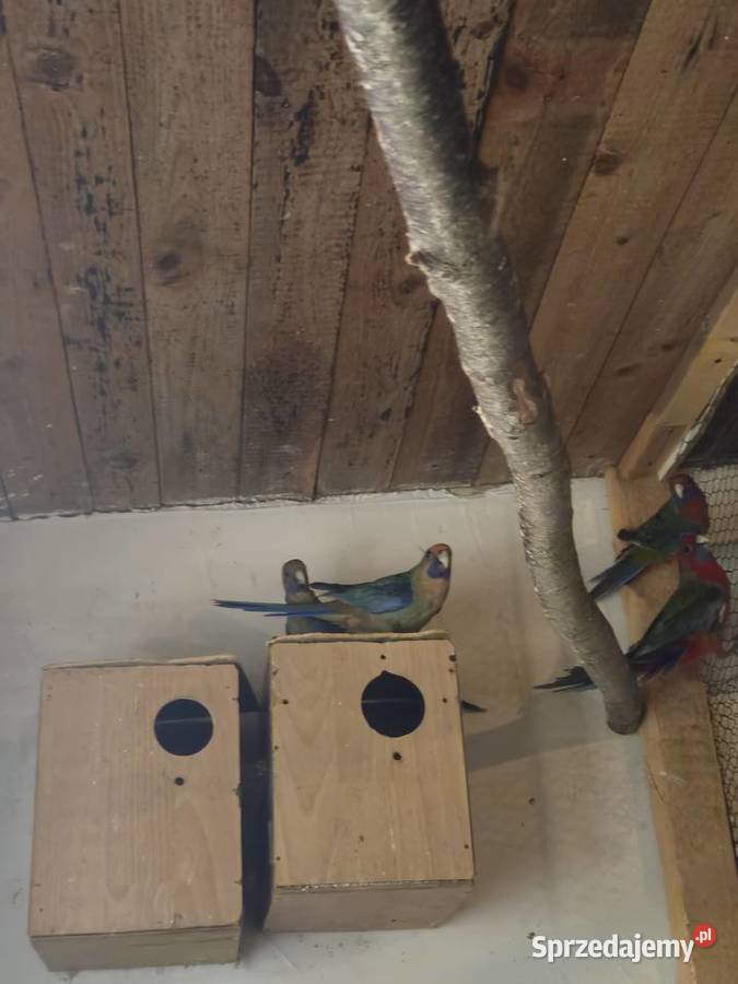 Rozelle królewskie Zwierzęta sprzedam