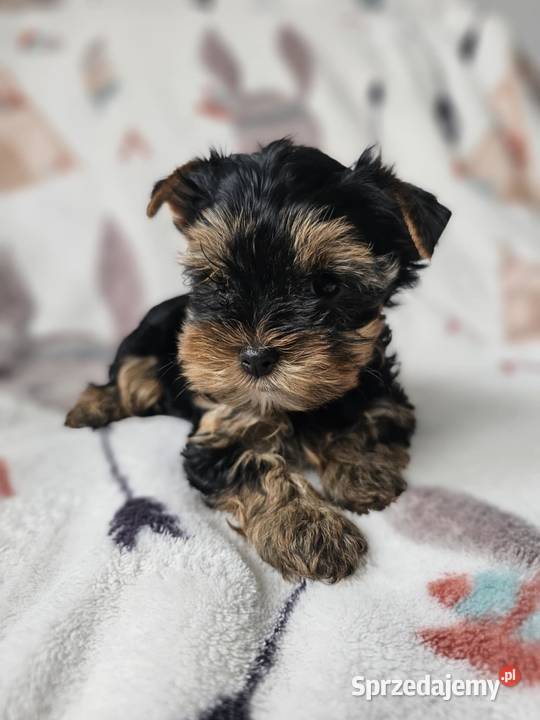 Dziewczynka Yorkshire Terrier Wyprawka Chip Częstochowa