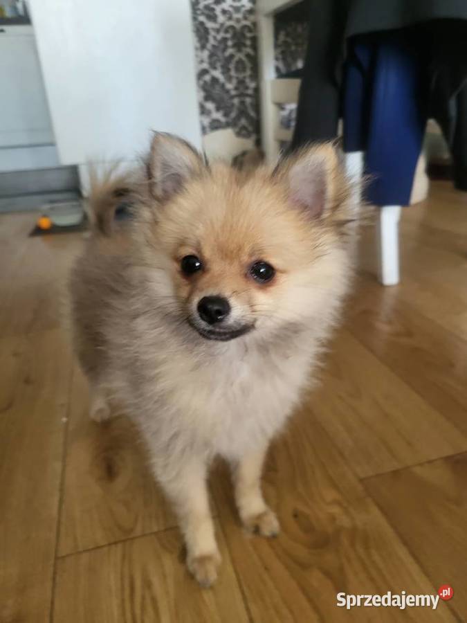 Szpic miniaturowy pomeranian dziewczynka Zwierzęta Piaseczno