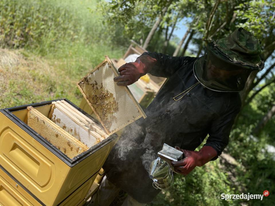 wielkopolski Powałkopodkarmiaczka Wielkopolska Płońsk