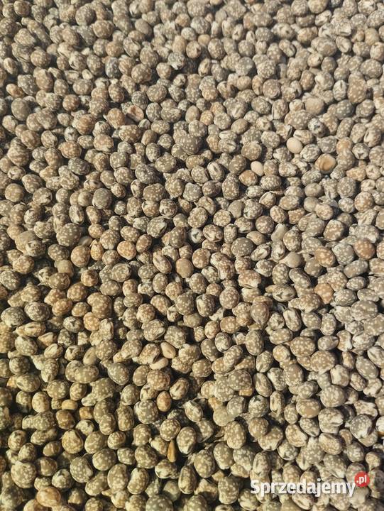 Łubin wąskolistny gorzki CZYSZCZONY lubelskie Oleśniki