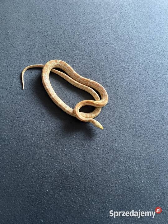 mam do zaoferowania węża zbożowego Dąbrówka