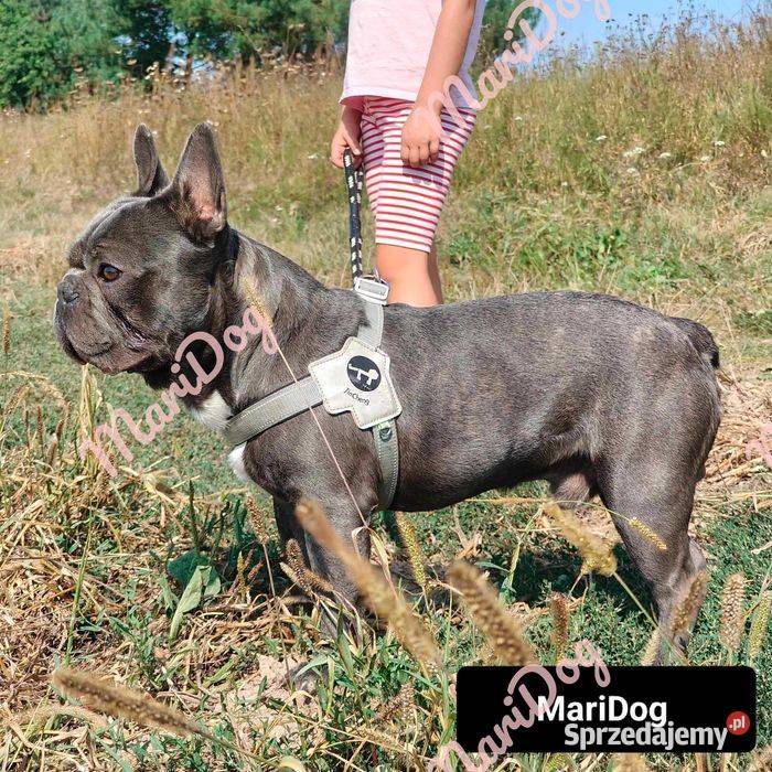 Piesek suczka Buldog francuski niebieski BLUE Padew Narodowa