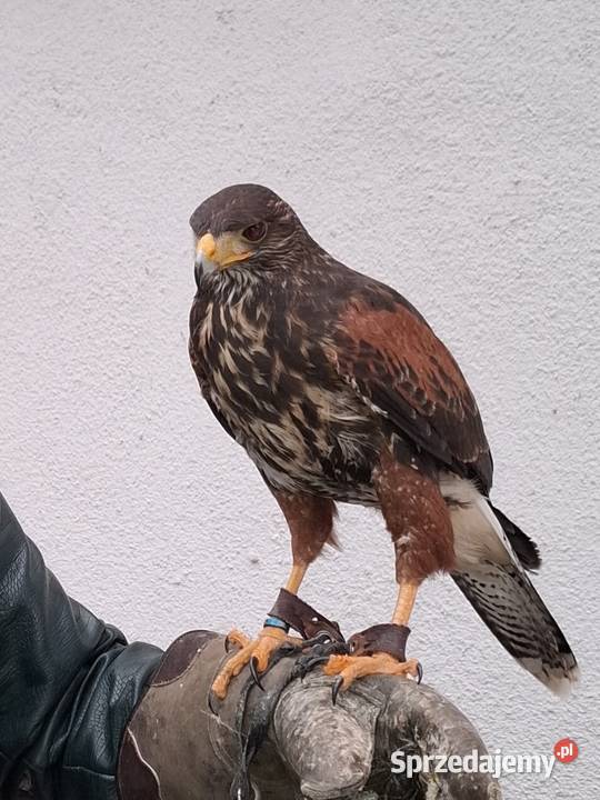 Jastrząb Harrisa 2025 Ptaki śląskie Nieborowice