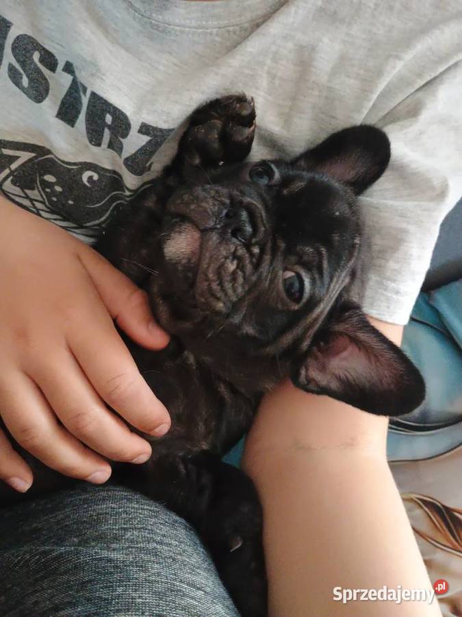 Szczenięta Buldog Francuski Kwidzyn