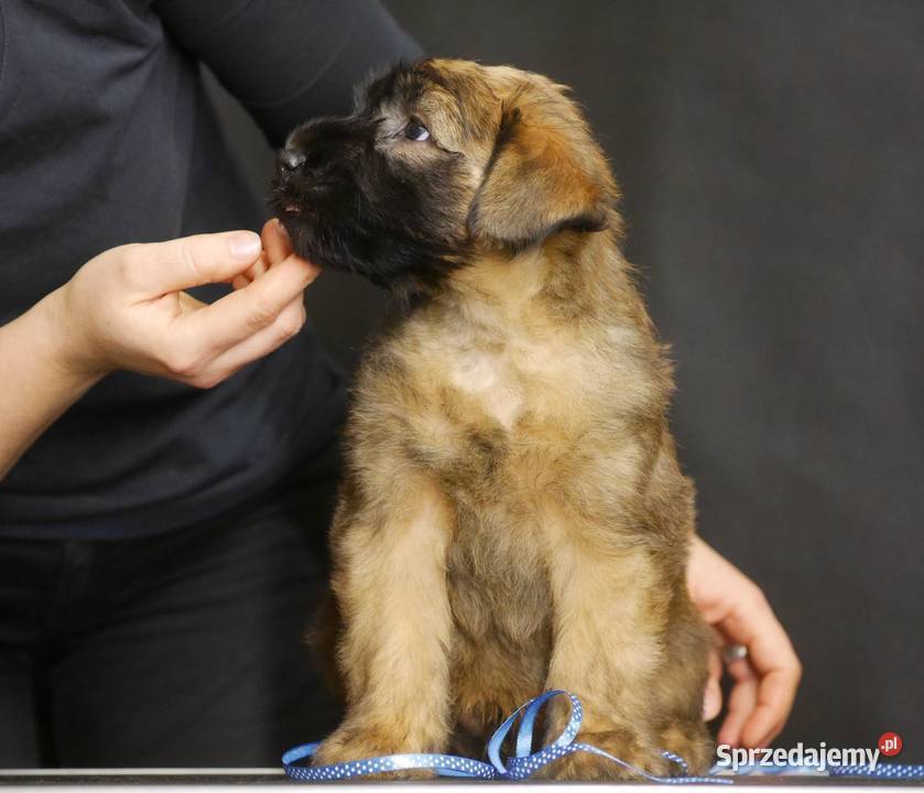 Terier pszeniczny Irish Soft Coated Wheaten podkarpackie