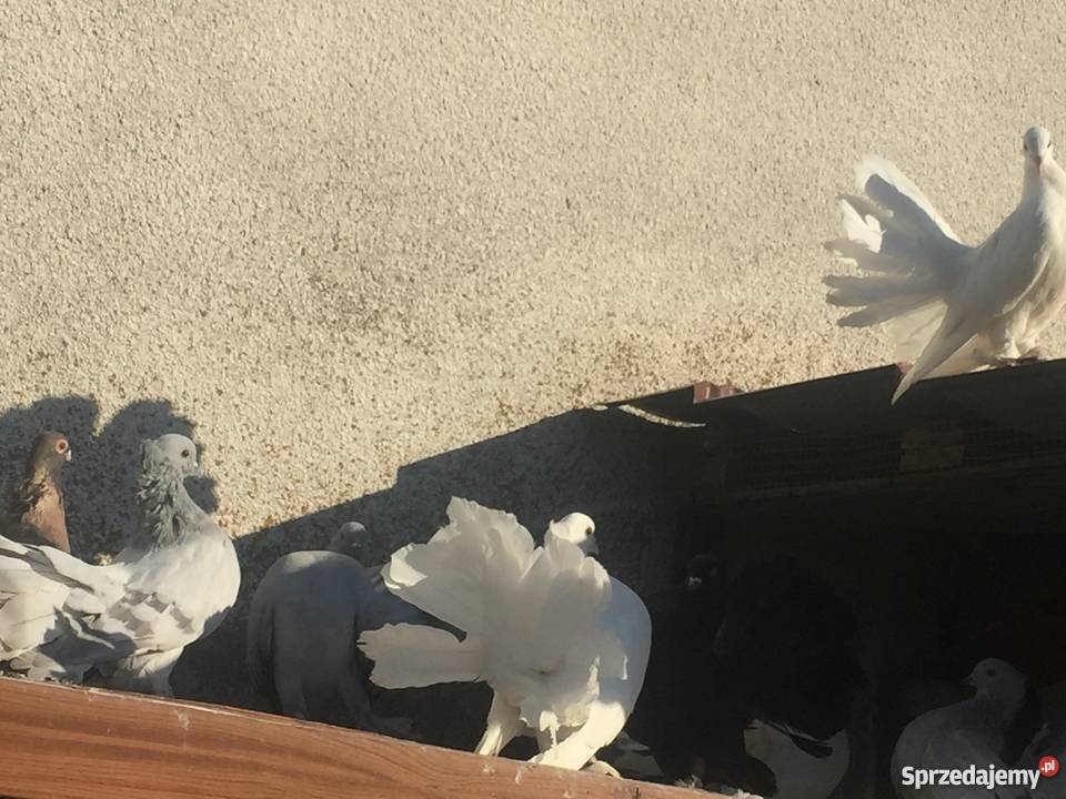 Pawik pawiki indyjskie kujawsko-pomorskie Mogilno sprzedam