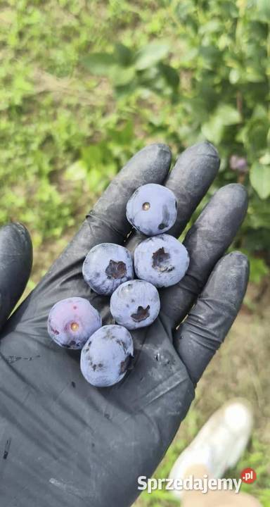 Mega Duże sadzonki Borówki amerykańskiej podkarpackie sprzedam