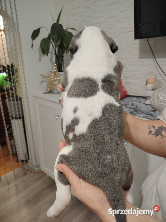 Piękne amstaff Dzierżoniów