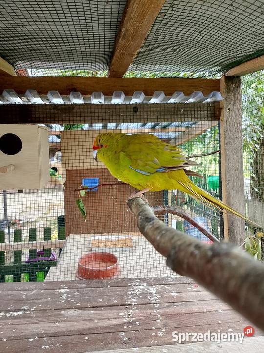 sprzedam samca modrolotki koziej Nowy Żmigród