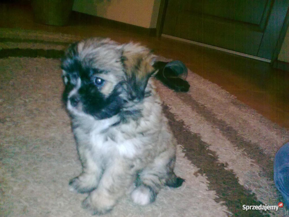 szczeniaka 2 miesięcznego Kołbiel