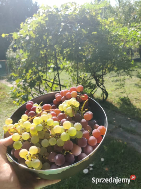 Działka Rekreacyjna ROD 500m2 Paluch 1 Włochy Warszawa