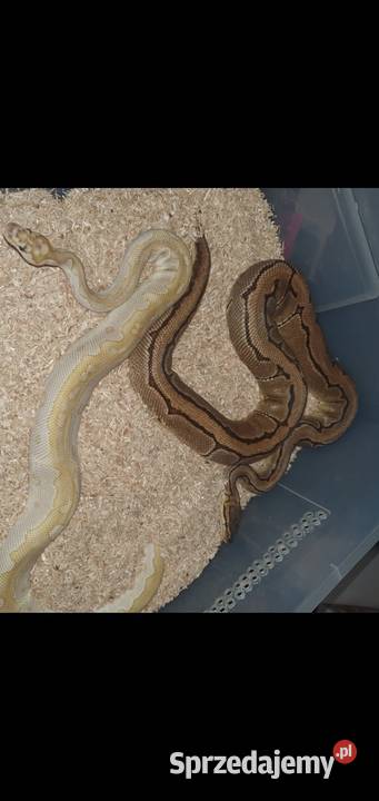 Węże królewskie zbożowe heterodony Gady i płazy warmińsko-mazurskie Pasłęk