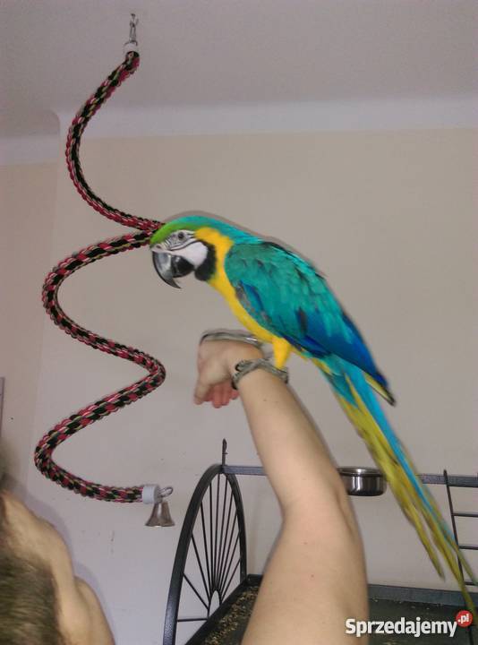 Ara Ararauna ręcznie karmiony samiec z klatką i Bydgoszcz