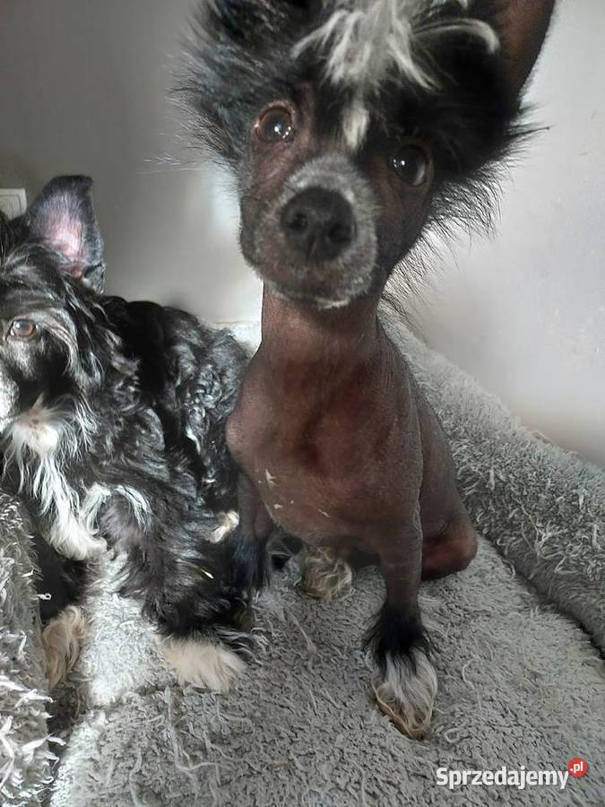 Chiński Grzywacz ZKwPFCI samiec THL pomorskie Czarna Dąbrówka