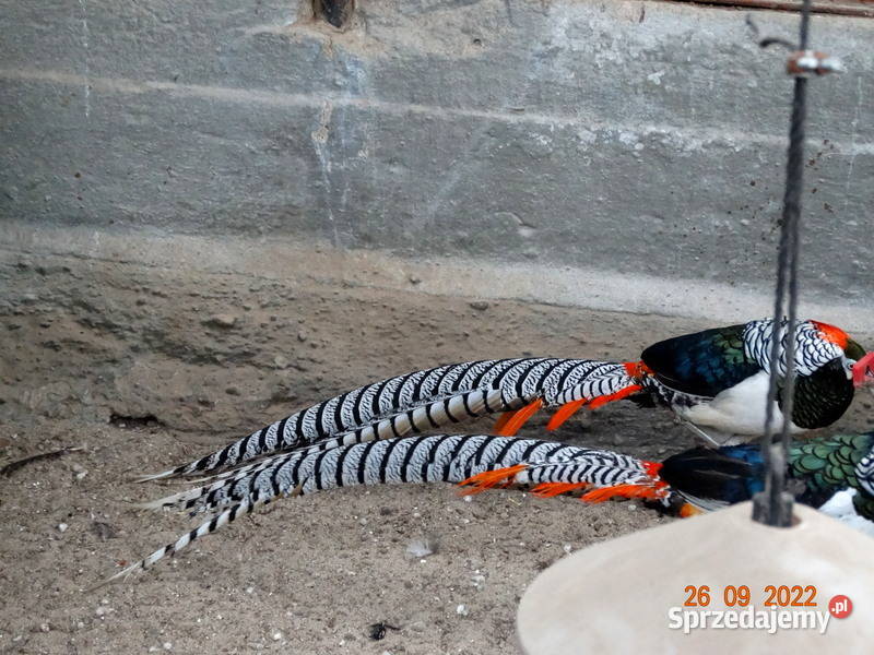 Sprzedam Bażanty Diamentowe z 2021r Bażant Samce