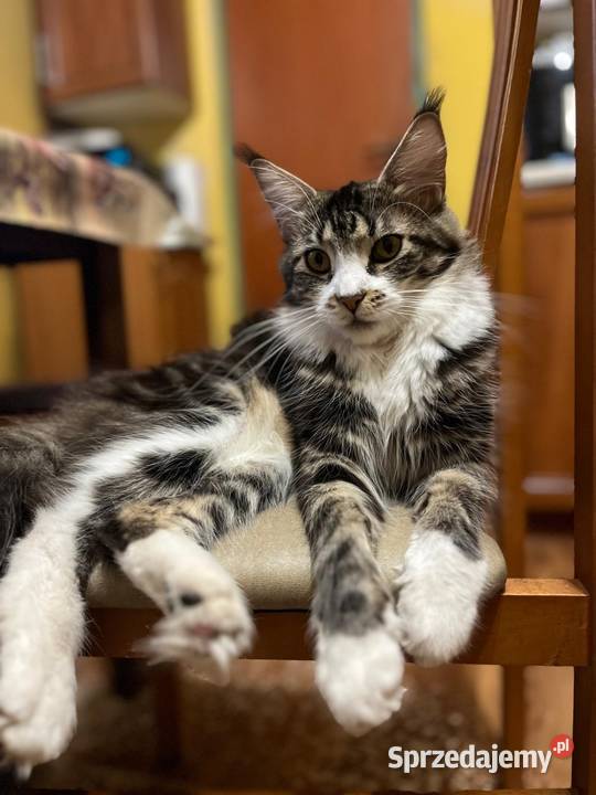 Maine Coon Koty Sława