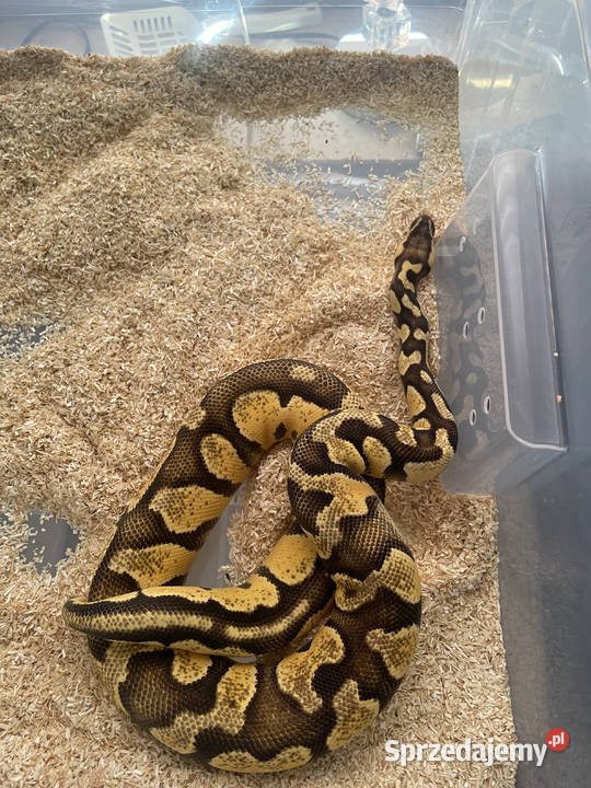Python Regius Samica Super Pastel Gravel Warszawa