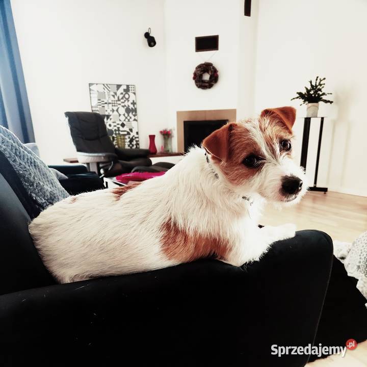 Jack Russell Terrier szczenięta z metrykami ZKwP Kraków
