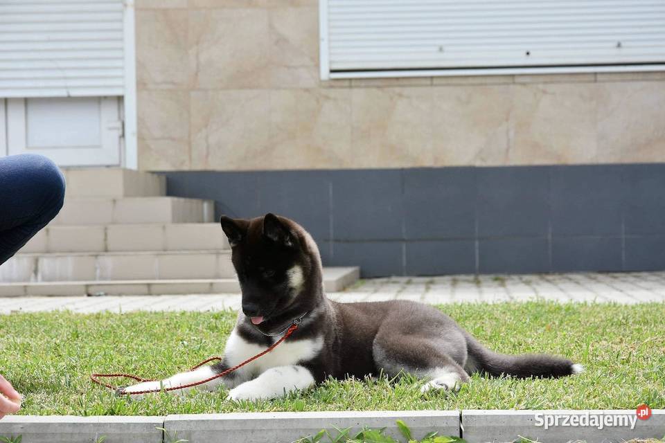Szczenięta Siberian Husky ZKwPFCI Kolbuszowa sprzedam