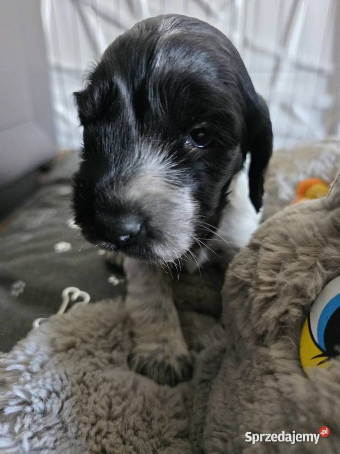 Cocker spaniel angielski pieski i sunie wielkopolskie Żelazków