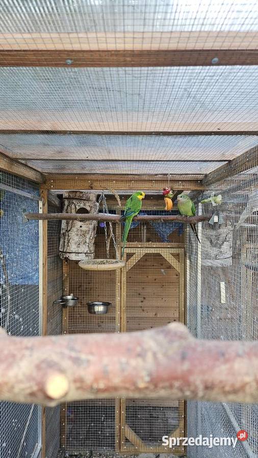 Sprzedam księżniczki tarczowe barabanda wielkopolskie Poznań