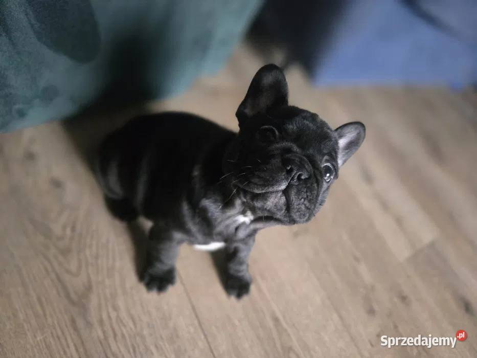 Buldog Francuski Energetyczna Gloria z Rodowodem
