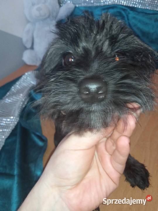 Para czarnych yorków z uprawnieniami hodowlanymi York