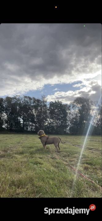 Reproduktor American Bully dolnośląskie Bielawa