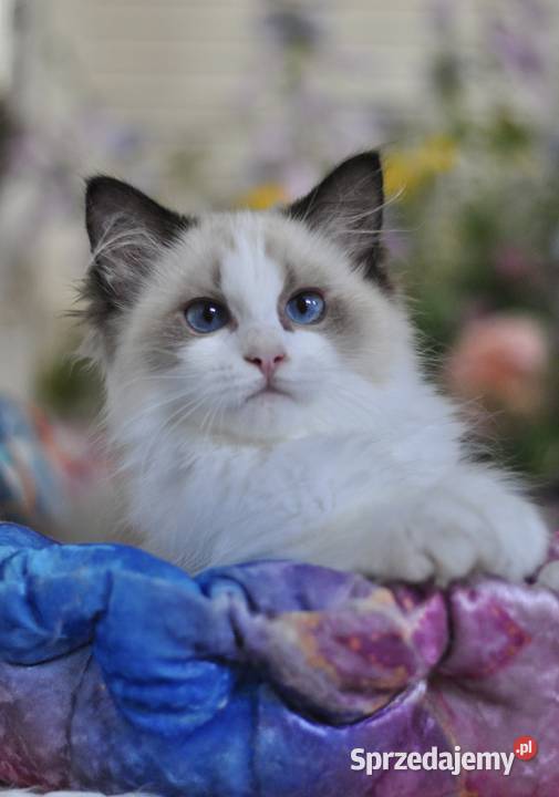 BEEBEE słodka koteczka ragdoll Lidzbark Warmiński