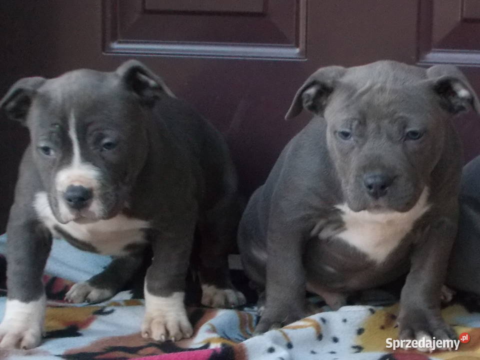 Mocne Amstaffy Błękitne mazowieckie Płock