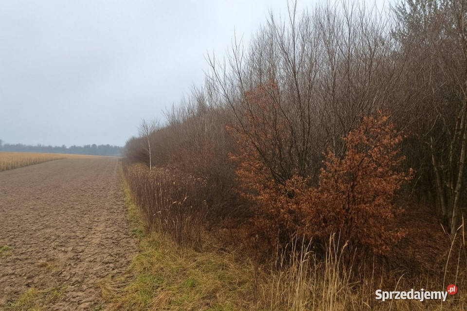 Działka 6900m2 Trawniki sprzedam