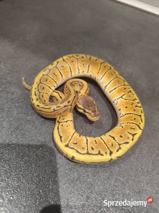 Samiczka młoda pyton królewski