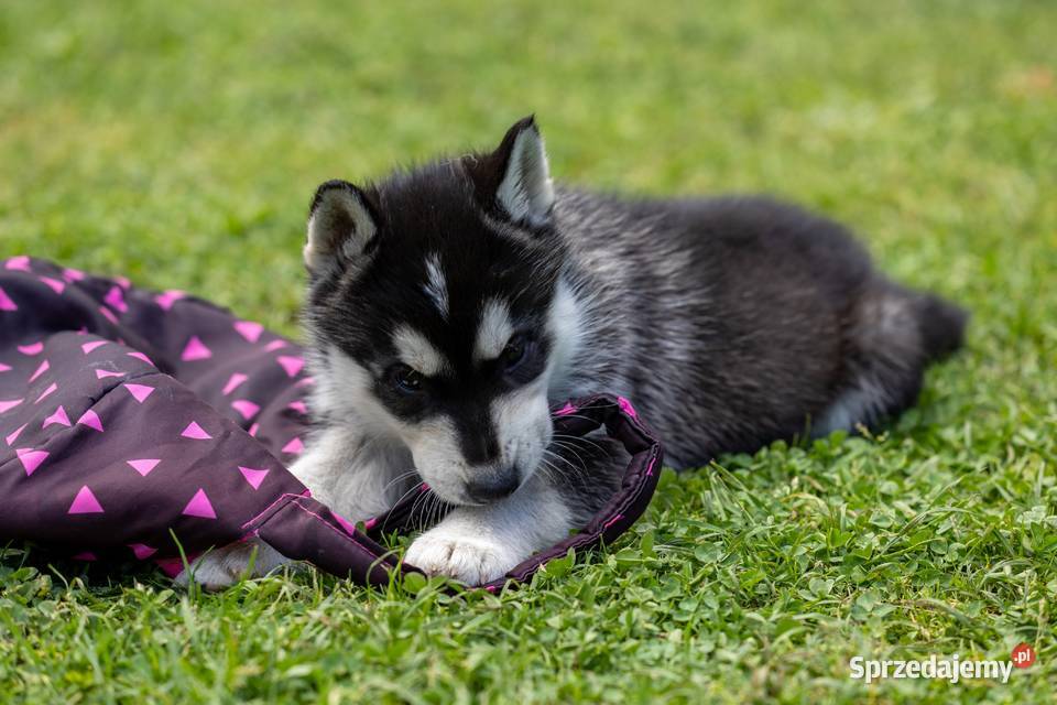Piesek Siberian Husky szczeniak podkarpackie Wola Zarczycka