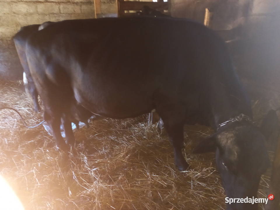 Krowa czarna mleczna Knorydy
