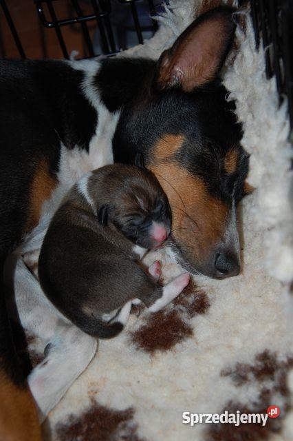 basenji szczenięta Gdańsk