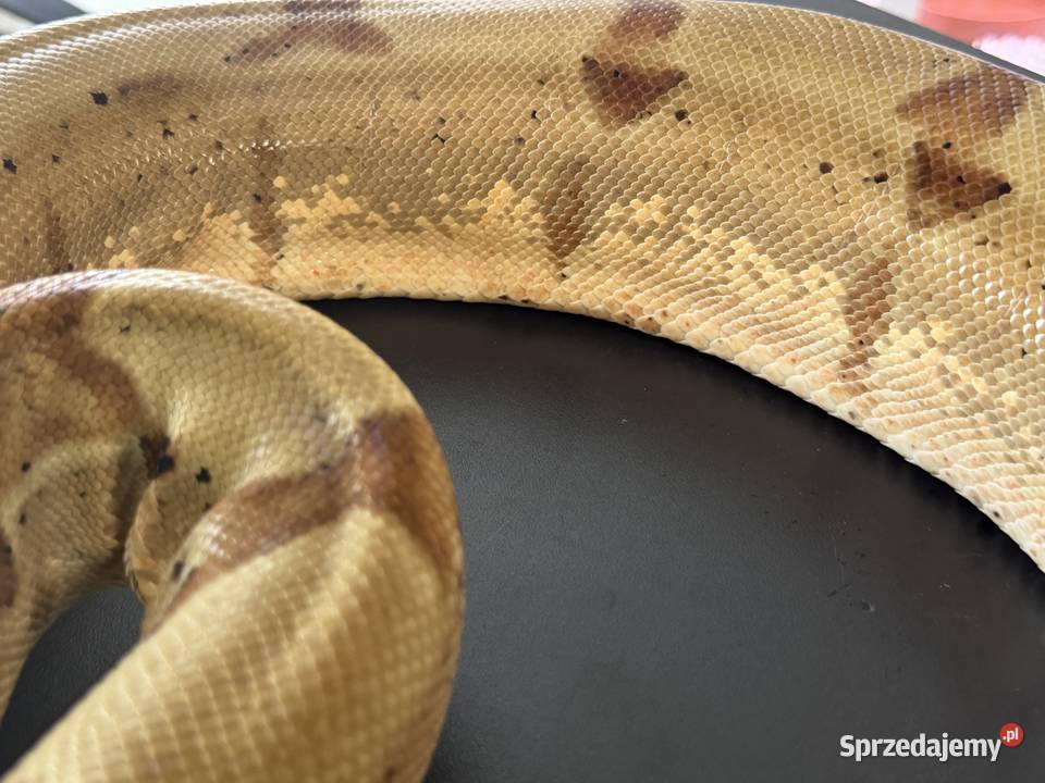 Boa cesarskiBoa imperator Nie Boa dusiciel Sosnowiec