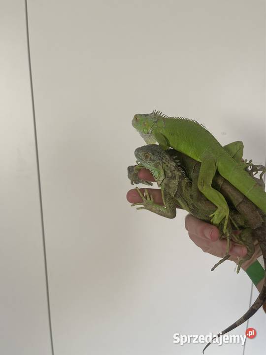 Legwan zielony iguana iguana Tczew