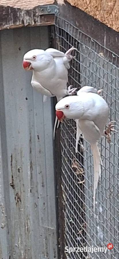 Likwidacja hodowli średniej papugi