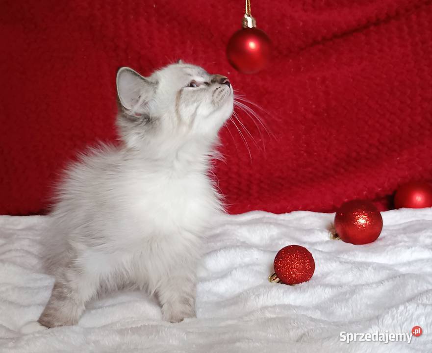 Koty Syberyjskie Neva Masquerade MALIBU Kwilcz sprzedam