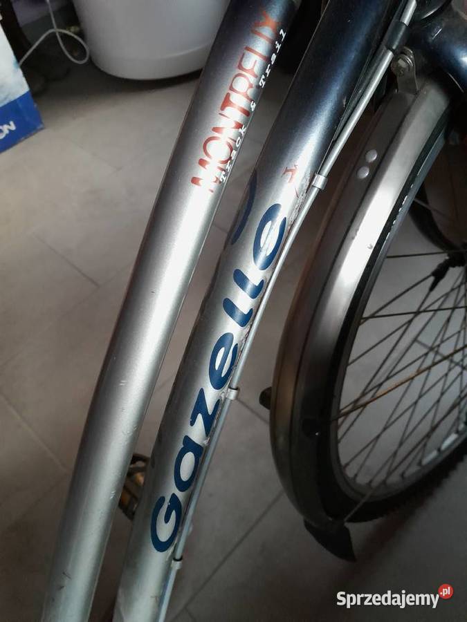 GAZELLE damka lubelskie Łuków