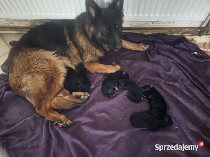 Szczeniaczki Rasy Owczarek Niemiecki długowłosy Owczarek