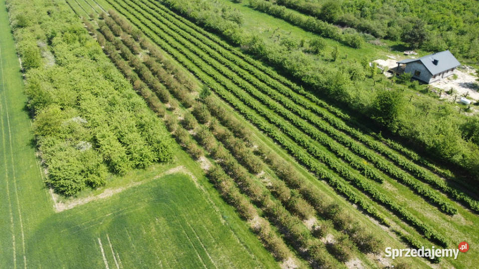 Działka rolnobudowlana w Kamieniu Kolonii Kamień-Kolonia