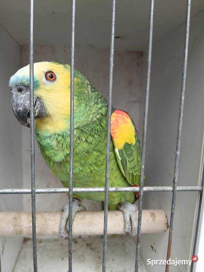 Amazonka niebieskoczelna 2023 samiec Zwierzęta śląskie