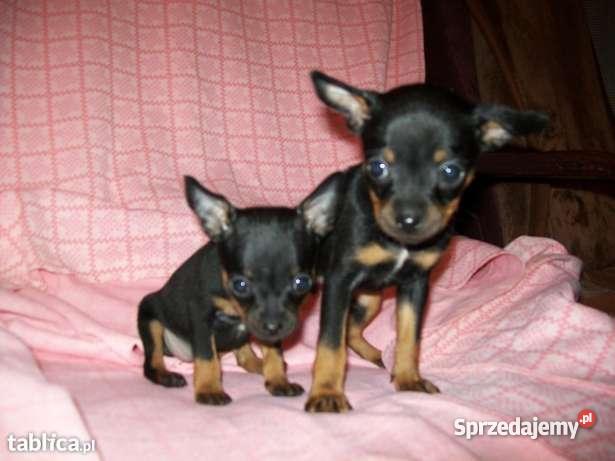 RATLEREK PINCZER MINIATURKA Kraków