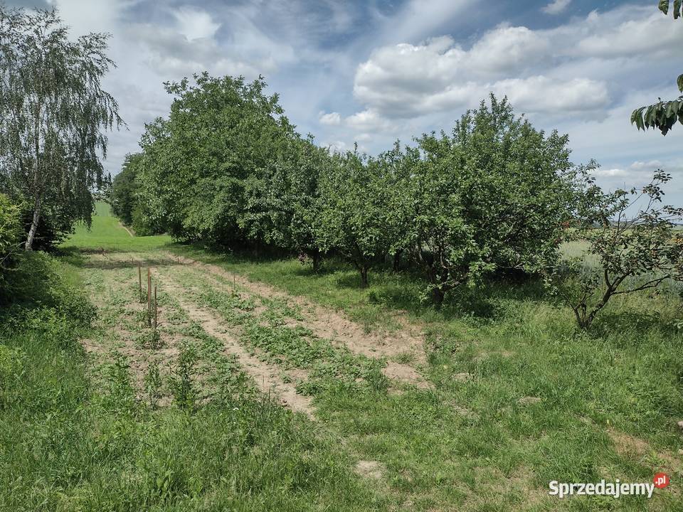 Siedlisko z domkiem drewnianym i polem trasie 38zł/m2 Przeuszyn