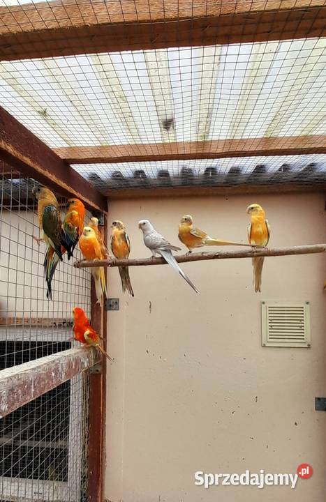 Sprzedam świergotki Ptaki Ostrów Wielkopolski